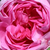 Różowy  - Róża stulistna „Rose de Meaux” - Bullata